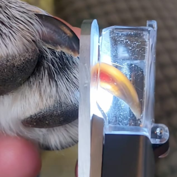 PawTrim™ 2-i-1 pleieverktøy